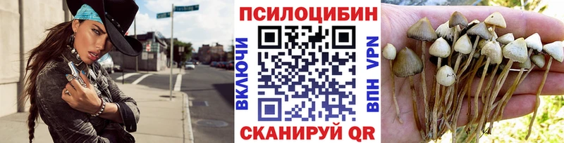 дарк нет как зайти  продажа наркотиков  Нестеровская  Псилоцибиновые грибы Cubensis 